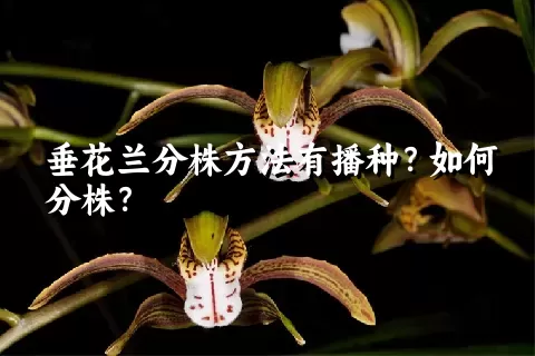 垂花兰分株方法有播种？如何分株？