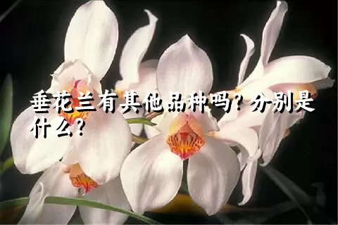 垂花兰有其他品种吗？分别是什么？