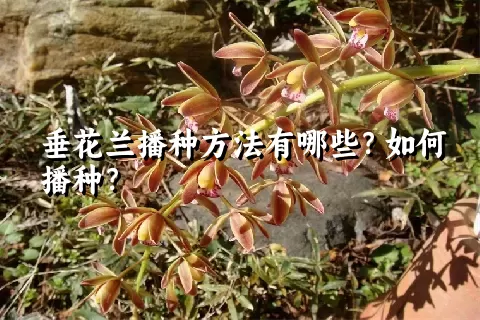 垂花兰播种方法有哪些？如何播种？