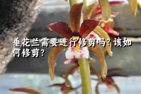 垂花兰需要进行修剪吗？该如何修剪？