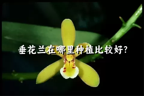 垂花兰在哪里种植比较好？