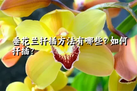 垂花兰扦插方法有哪些？如何扦插？