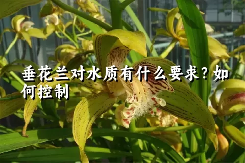 垂花兰对水质有什么要求？如何控制