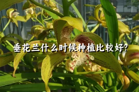 垂花兰什么时候种植比较好？