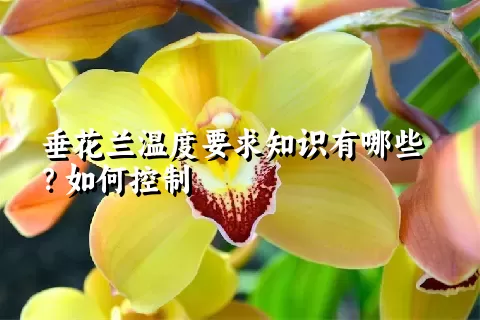 垂花兰温度要求知识有哪些？如何控制