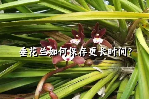 垂花兰如何保存更长时间？