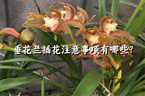 垂花兰插花注意事项有哪些？