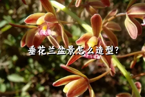 垂花兰盆景怎么造型？