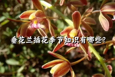 垂花兰插花季节知识有哪些？