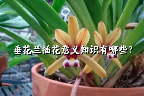 垂花兰插花意义知识有哪些？