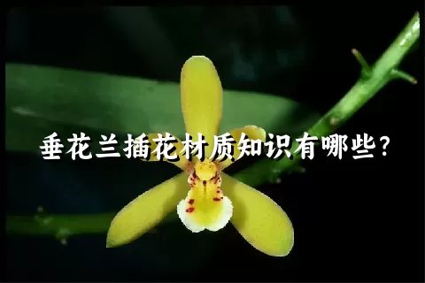 垂花兰插花材质知识有哪些？