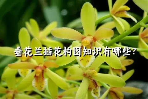 垂花兰插花构图知识有哪些？