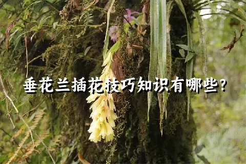 垂花兰插花技巧知识有哪些？