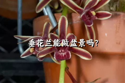 垂花兰能做盆景吗？