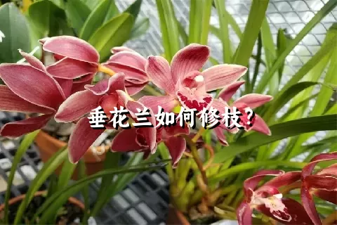 垂花兰如何修枝？