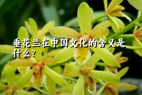 垂花兰在中国文化的含义是什么？