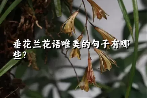 垂花兰花语唯美的句子有哪些？