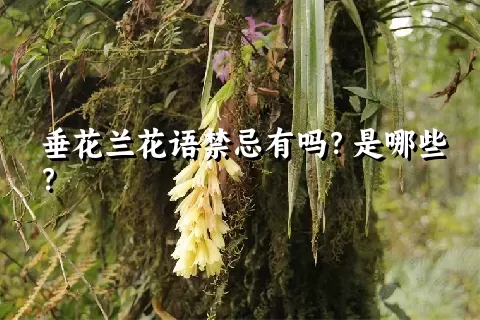 垂花兰花语禁忌有吗？是哪些？