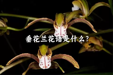 垂花兰花语是什么？