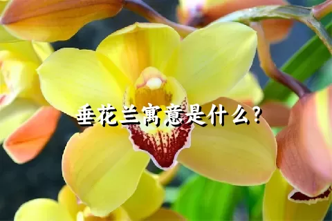 垂花兰寓意是什么？