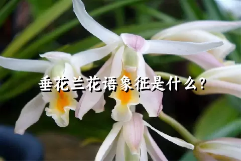 垂花兰花语象征是什么？