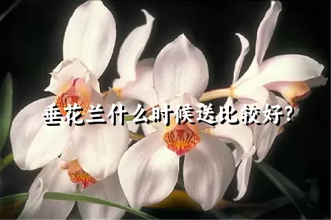 垂花兰什么时候送比较好？