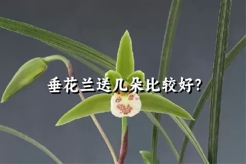 垂花兰送几朵比较好？