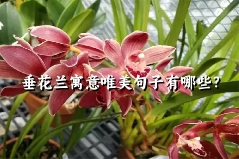 垂花兰寓意唯美句子有哪些？