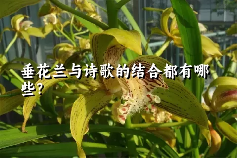 垂花兰与诗歌的结合都有哪些？