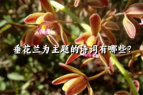 垂花兰为主题的诗词有哪些？