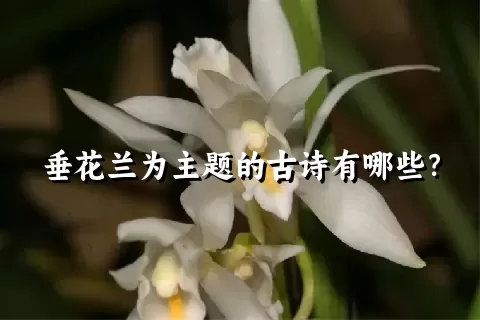 垂花兰为主题的古诗有哪些？