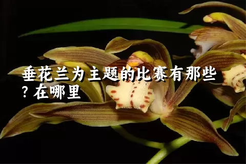 垂花兰为主题的比赛有那些？在哪里