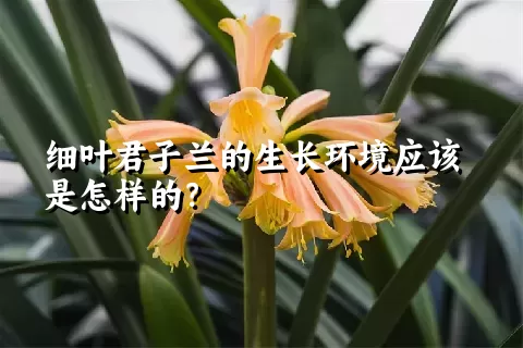 细叶君子兰的生长环境应该是怎样的？