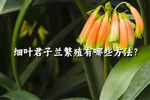 细叶君子兰繁殖有哪些方法？