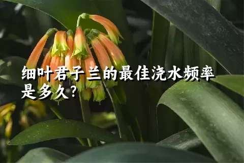 细叶君子兰的最佳浇水频率是多久？