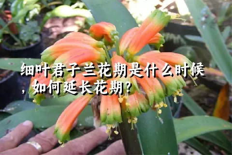 细叶君子兰花期是什么时候，如何延长花期？