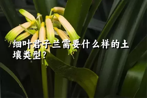 细叶君子兰需要什么样的土壤类型？