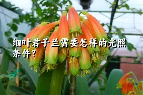 细叶君子兰需要怎样的光照条件？