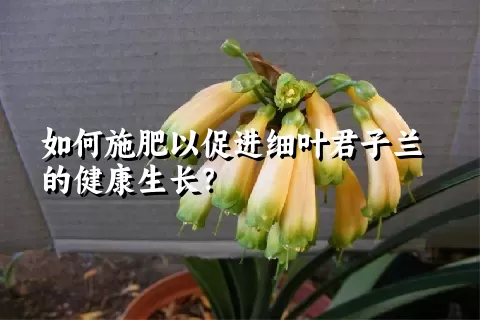 如何施肥以促进细叶君子兰的健康生长？