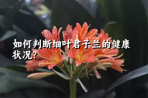 如何判断细叶君子兰的健康状况？