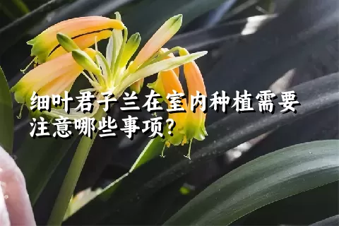 细叶君子兰在室内种植需要注意哪些事项？