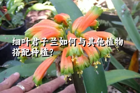 细叶君子兰如何与其他植物搭配种植？