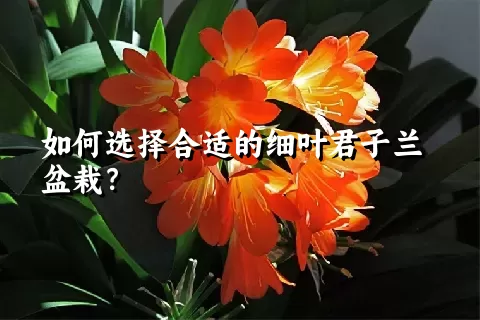 如何选择合适的细叶君子兰盆栽？