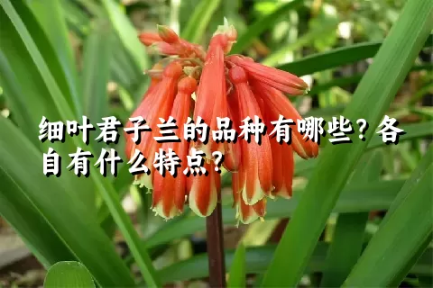 细叶君子兰的品种有哪些？各自有什么特点？