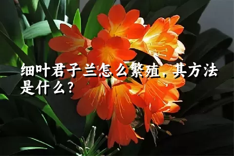 细叶君子兰怎么繁殖，其方法是什么？