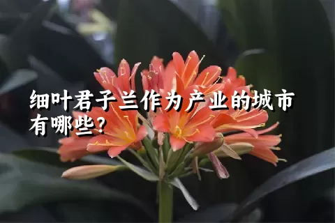 细叶君子兰作为产业的城市有哪些？