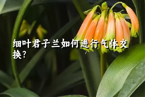 细叶君子兰如何进行气体交换？