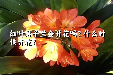 细叶君子兰会开花吗？什么时候开花？