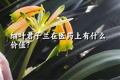 细叶君子兰在医药上有什么价值？