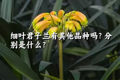 细叶君子兰有其他品种吗？分别是什么？